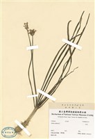 藏品(韭菜)的圖片